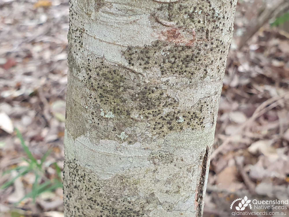 Denhamia bilocularis | bark | Queensland Native Seeds