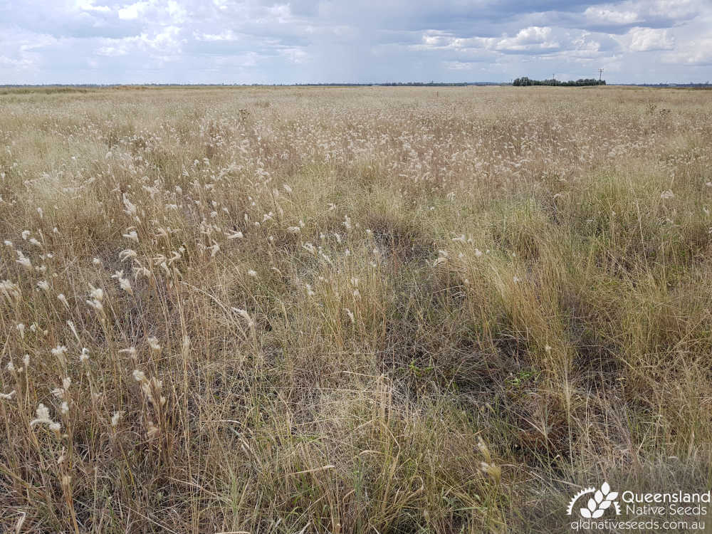 Bothriochloa erianthoides | habitat | Queensland Native Seeds