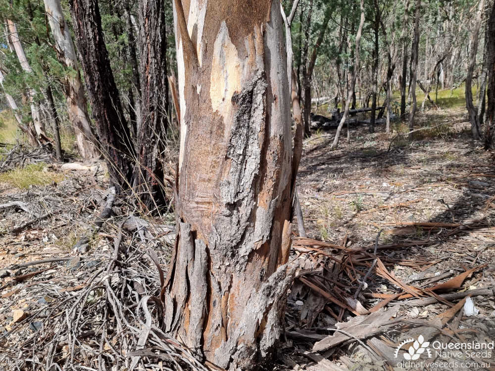 Eucalyptus dealbata | trunk, bark | Queensland Native Seeds