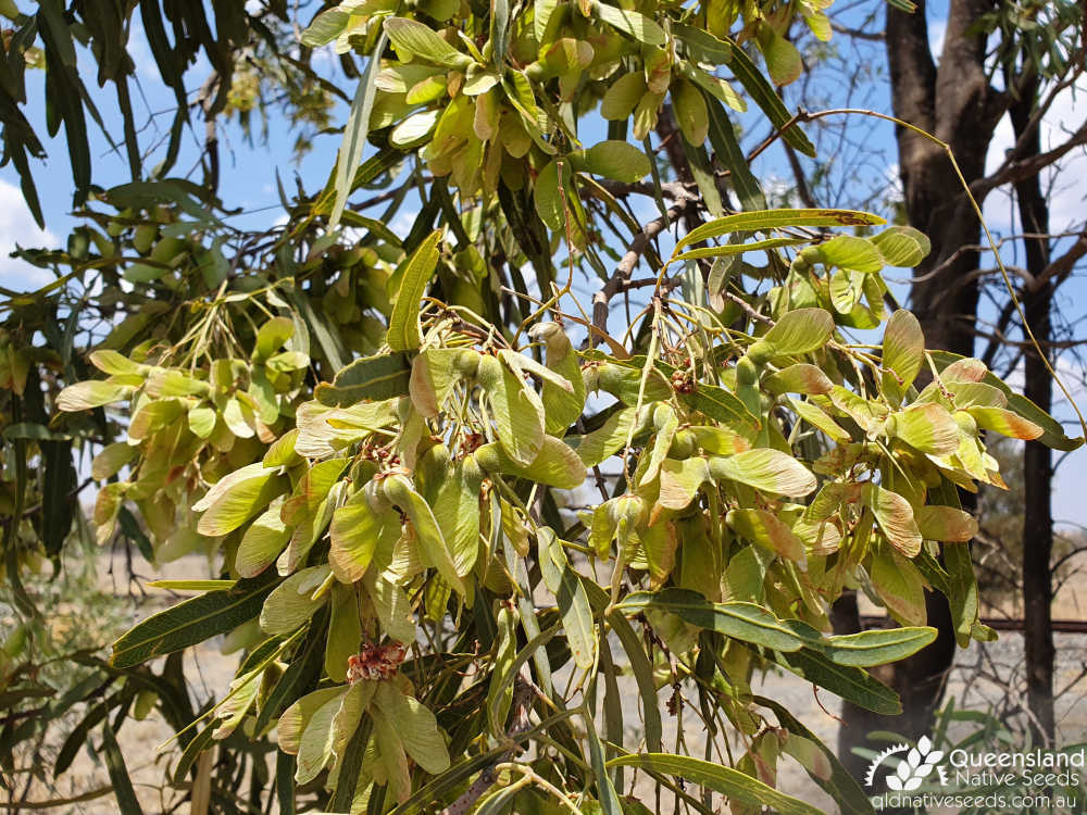 Atalaya hemiglauca | ripening fruit (samaras') | Queensland Native Seeds