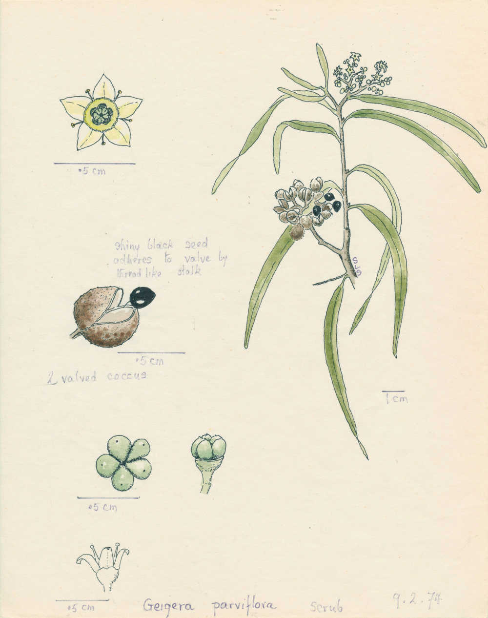 Geijera parviflora | depiction by Sylvia Seiler, Killara, West Boondooma | Queensland Native Seeds