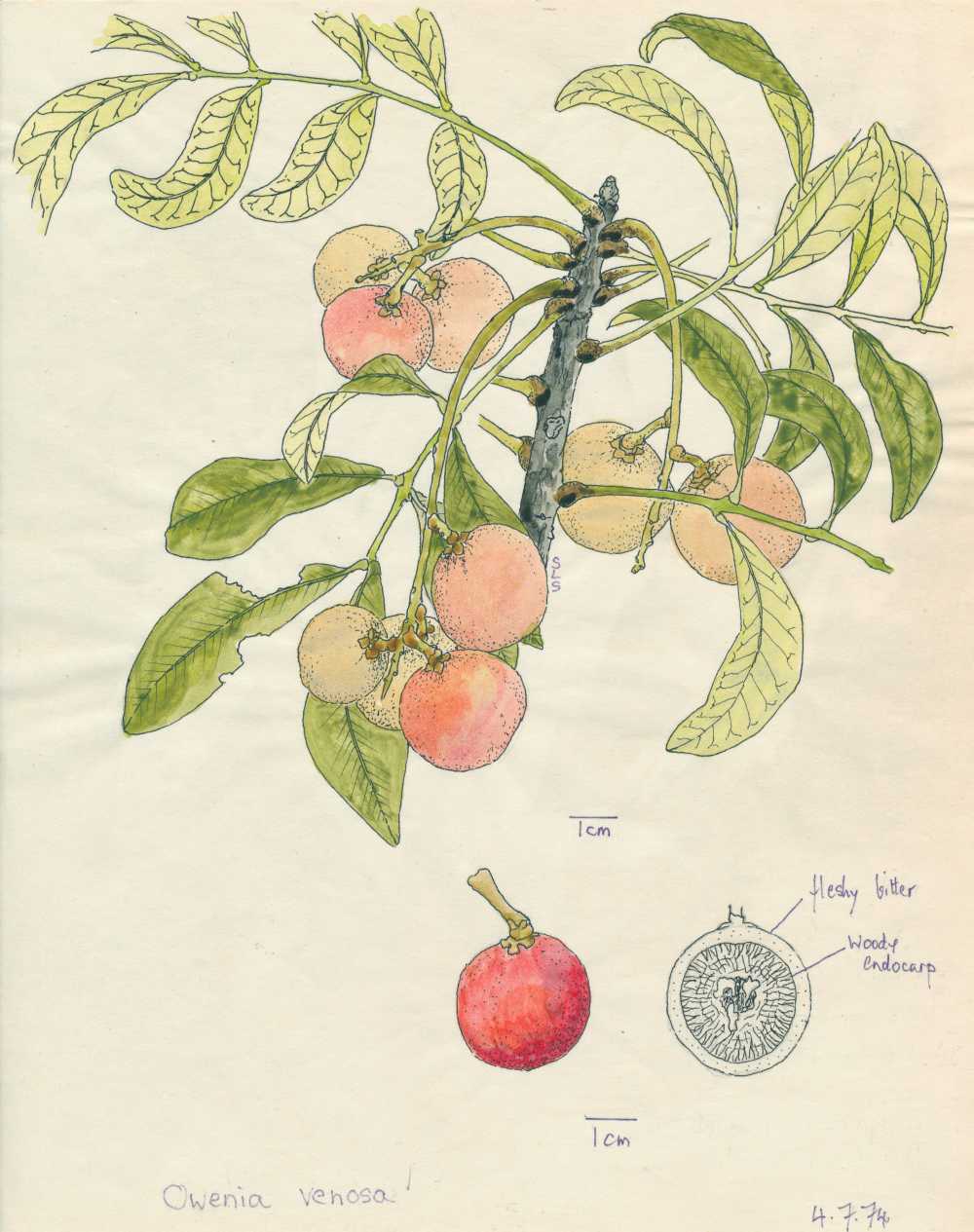 Owenia venosa | depiction by Sylvia Seiler, Killara, West Boondooma, Qld | Queensland Native Seeds