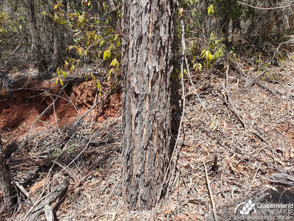 Eucalyptus decorticans | trunk | Queensland Native Seeds