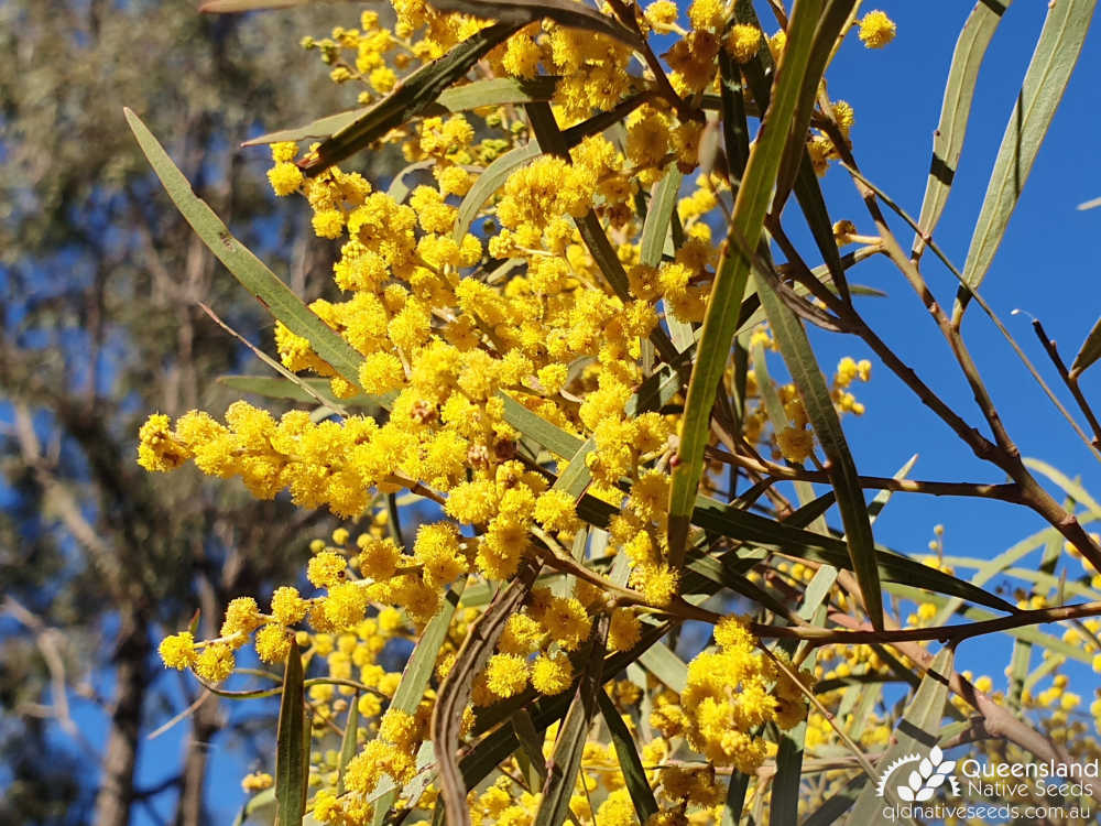 Acacia pustula | raceme | Queensland Native Seeds