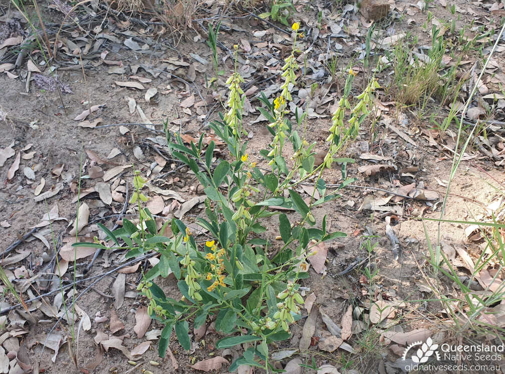 Crotalaria mitchellii subsp. laevis | habit, fruit | Queensland Native Seeds