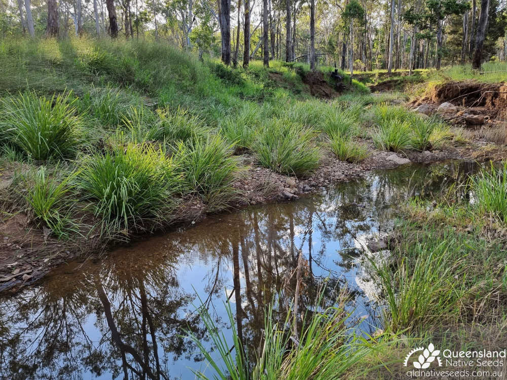 Lomandra longifolia | habit, habitat | Queensland Native Seeds