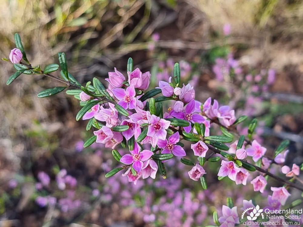 Boronia glabra | leaf, inflorescence | Queensland Native Seeds