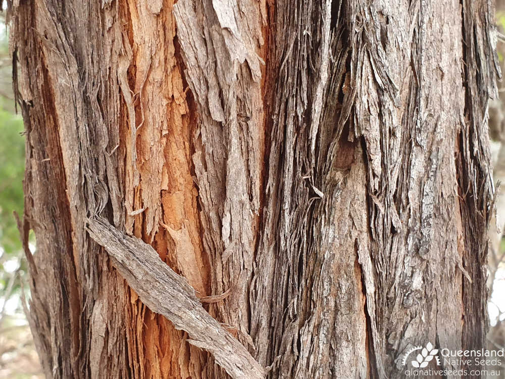 Acacia flavescens | Acacia flavescens bark, Tin Can Bay, Qld, April 2019 | Queensland Native Seeds