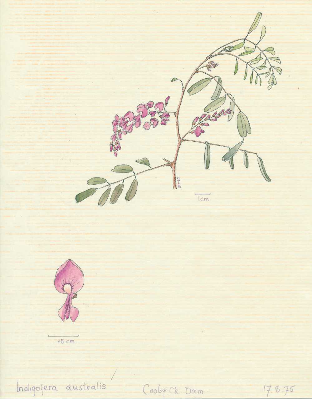 Indigofera australis | depiction by Sylvia Seiler, Killara, West Boondooma | Queensland Native Seeds