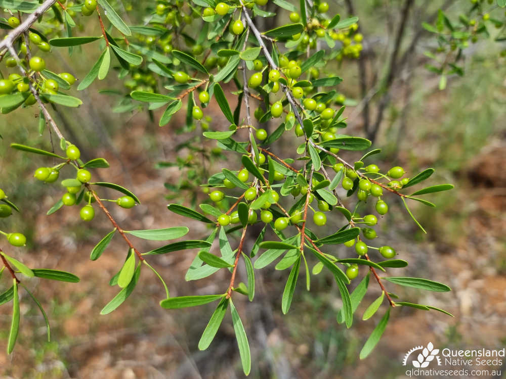 Denhamia cunninghamii | leaves, fruit | Queensland Native Seeds