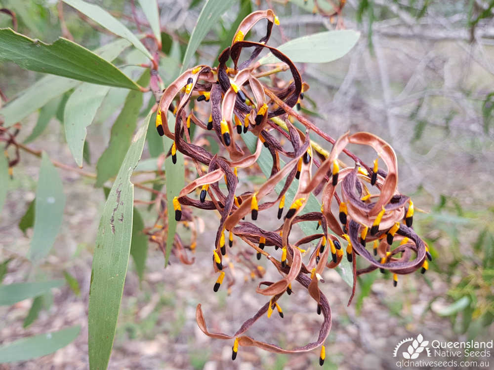 Acacia leiocalyx  | pod, seed | Queensland Native Seeds