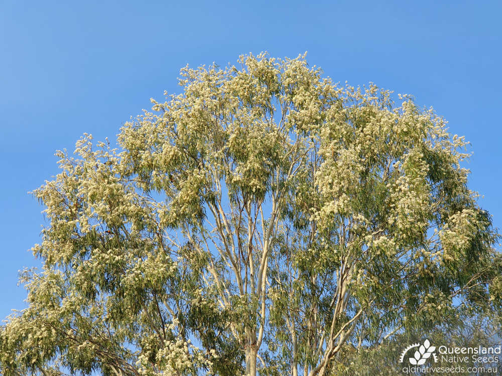 Corymbia tessellaris | canopy, flowering | Queensland Native Seeds