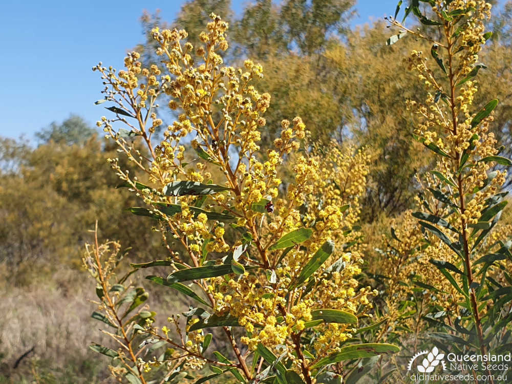 Acacia decora | inflorescence, phyllode | Queensland Native Seeds