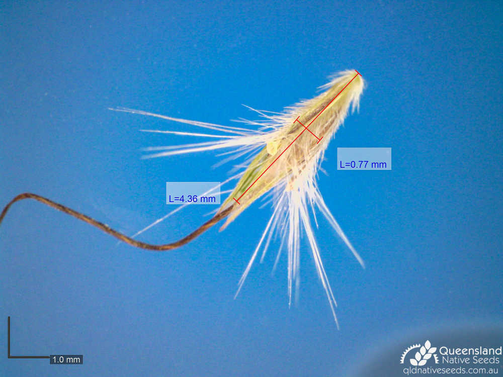 Bothriochloa decipiens var decipiens | microscope seed | Queensland Native Seeds