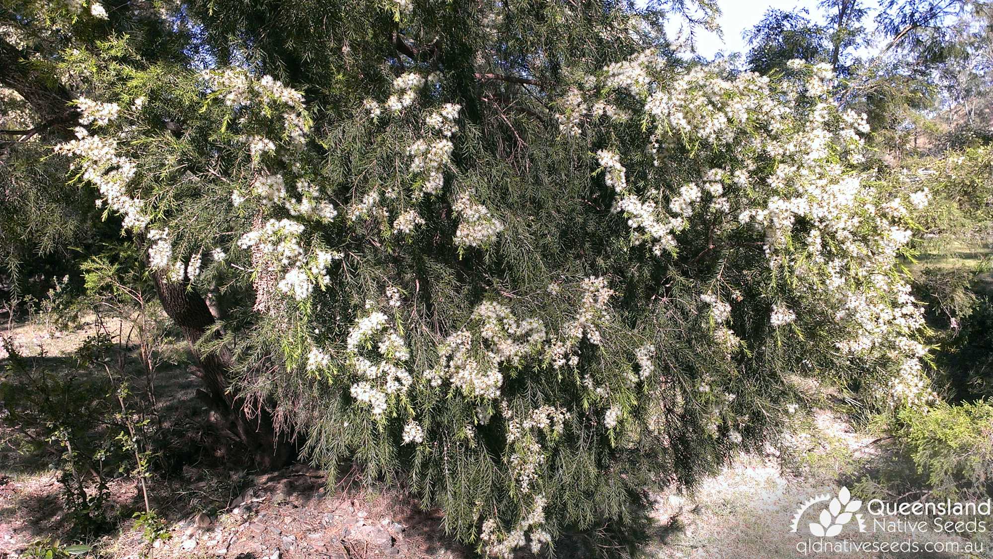 Melaleuca bracteata "Black TeaTree" Plant Profiles Queensland