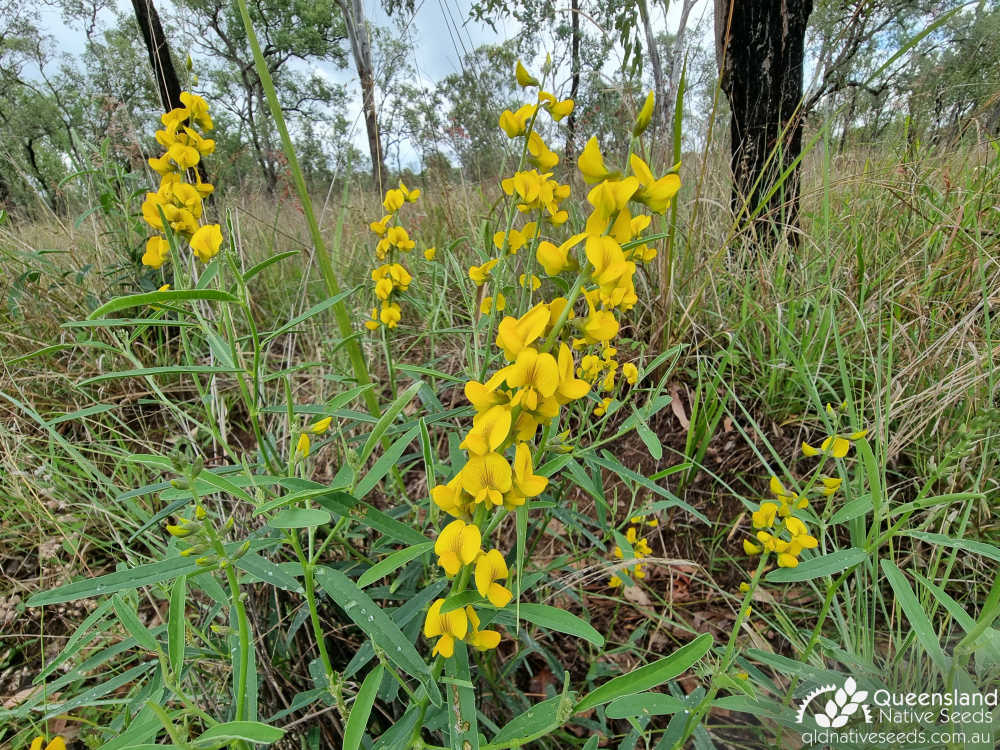 Crotalaria mitchellii subsp. laevis | inflorescence | Queensland Native Seeds