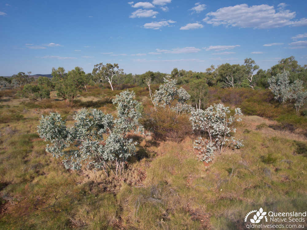 Eucalyptus pruinosa subsp. pruinosa | habit, habitat | Queensland Native Seeds
