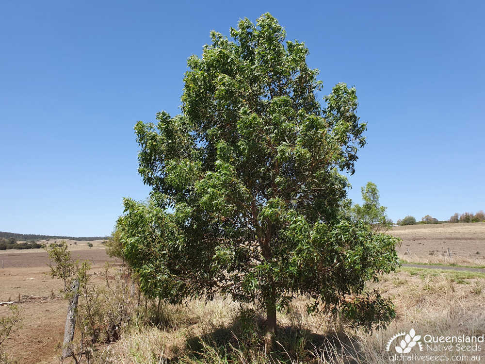 Acacia implexa  | habit | Queensland Native Seeds