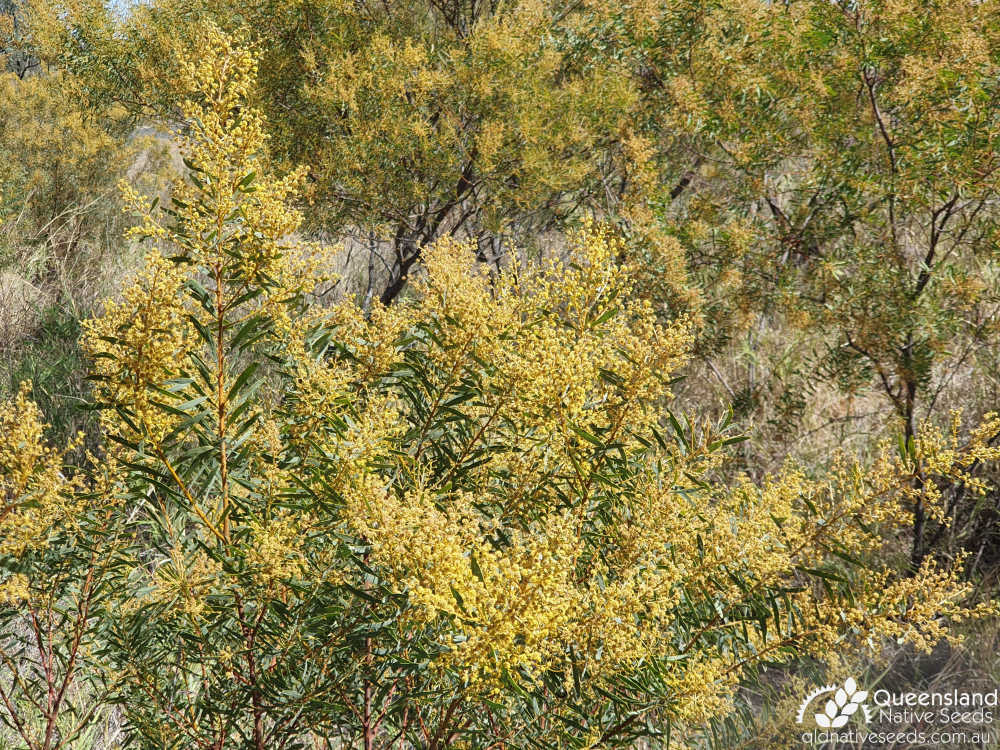 Acacia decora | inflorescence | Queensland Native Seeds