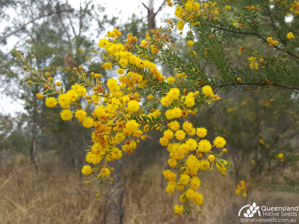 Acacia conferta | inflorescence, phyllodes | Queensland Native Seeds