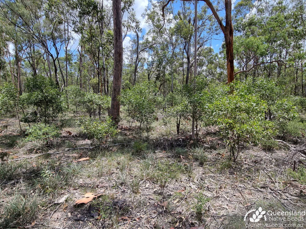Acacia leiocalyx  | habitat | Queensland Native Seeds