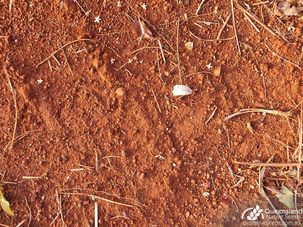 Acacia disparrima subsp. disparrima | Edaphic site examples (basaltic laterite soil Main Range Volcanics) | Queensland Native Seeds