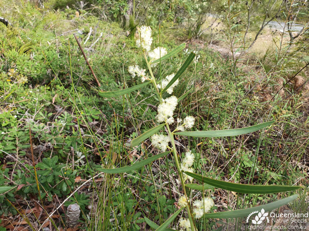 Acacia suaveolens | inflorescence, phyllode | Queensland Native Seeds