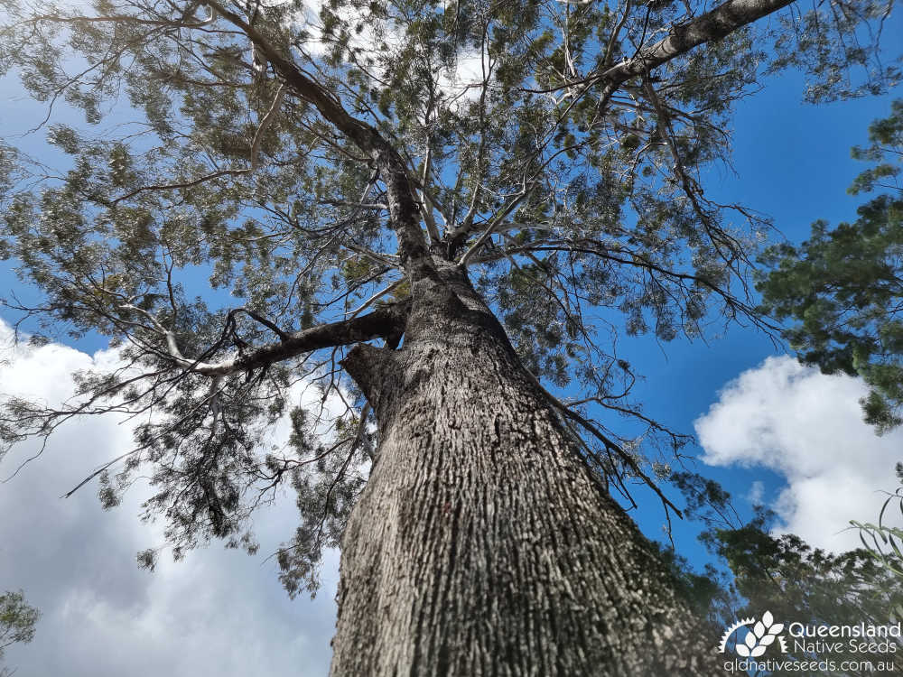 Eucalyptus pilligaensis | trunk, canopy | Queensland Native Seeds