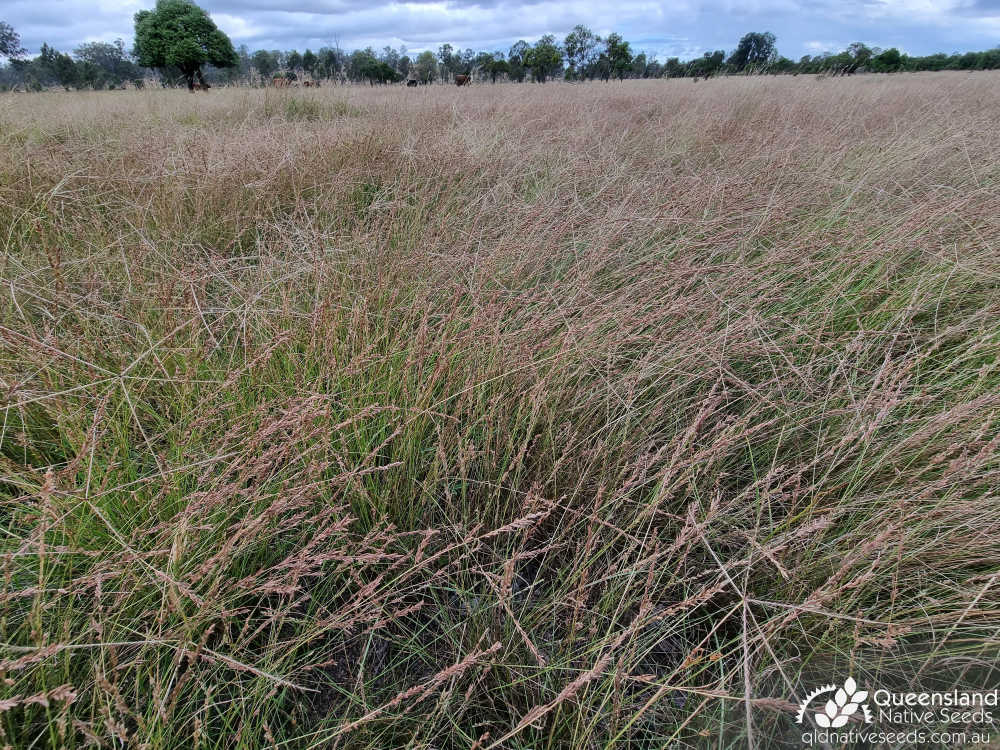 Eragrostis elongata | habit | Queensland Native Seeds
