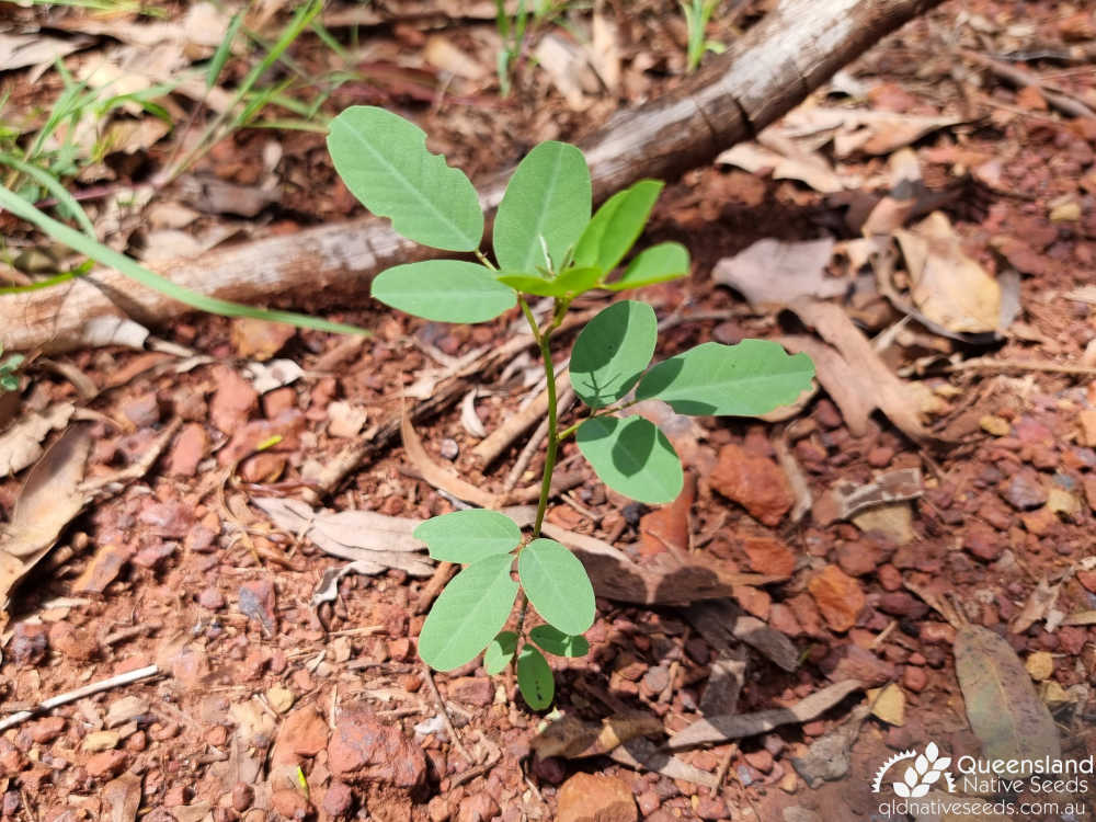 Indigofera australis | seedling | Queensland Native Seeds