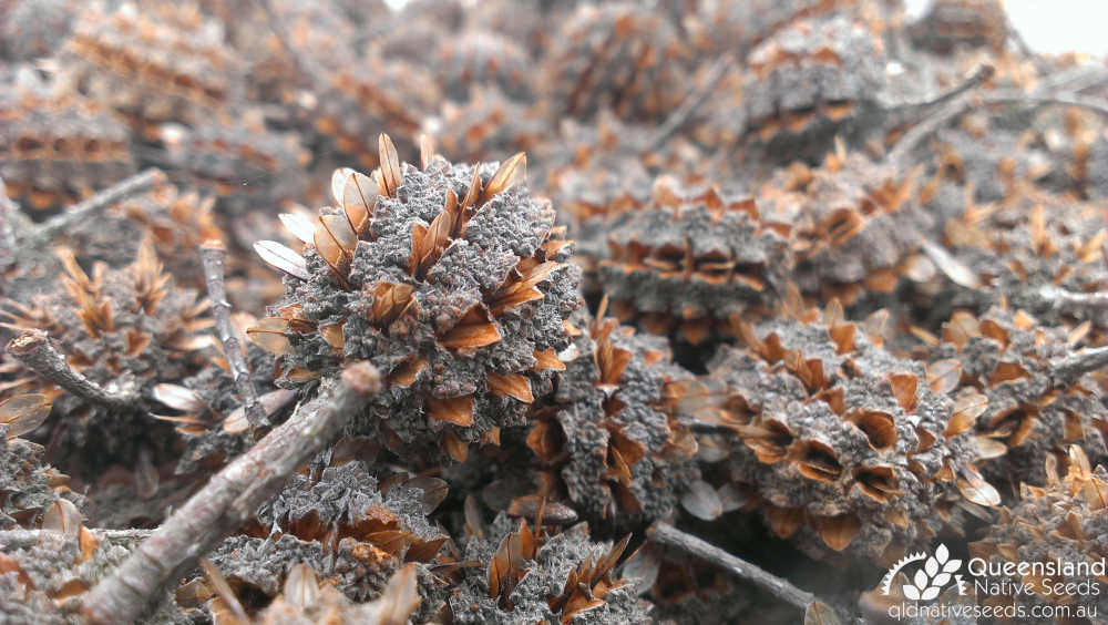 Allocasuarina torulosa | fruit dehiscing | Queensland Native Seeds