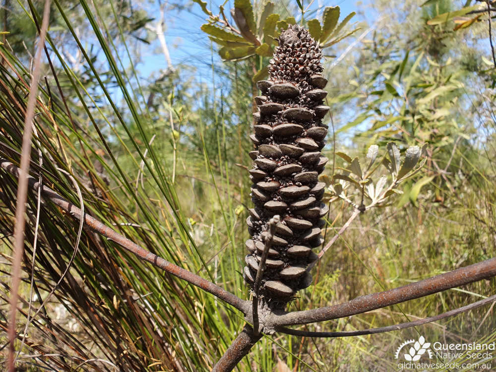 Banksia oblongifolia | fruit | Queensland Native Seeds