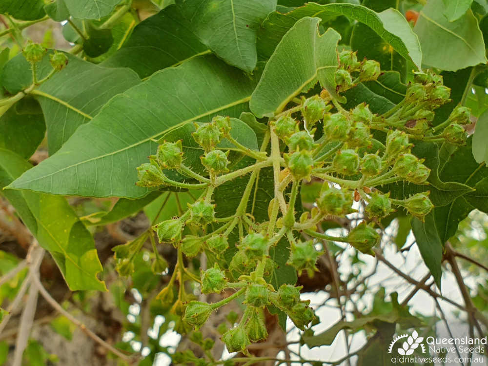 Angophora subvelutina | bud | Queensland Native Seeds