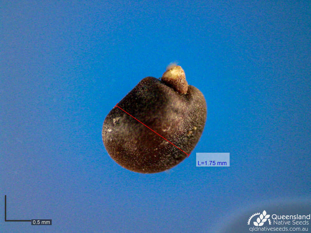 Dodonaea viscosa subsp. angustifolia | microscope | Queensland Native Seeds