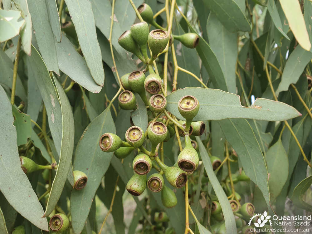 Eucalyptus orgadophila | fruit | Queensland Native Seeds