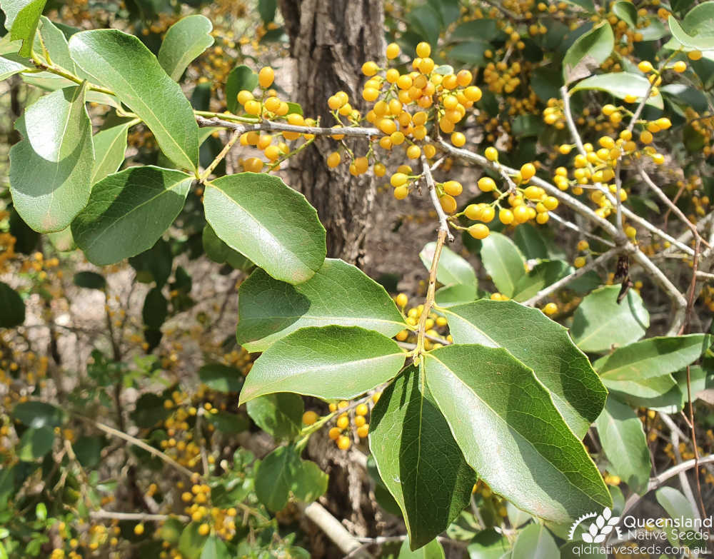 Denhamia bilocularis | leaves, fruit | Queensland Native Seeds