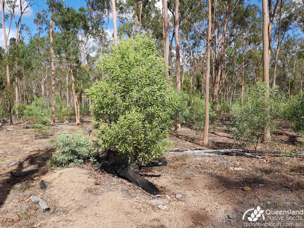 Acacia penninervis var. penninervis | habitat | Queensland Native Seeds