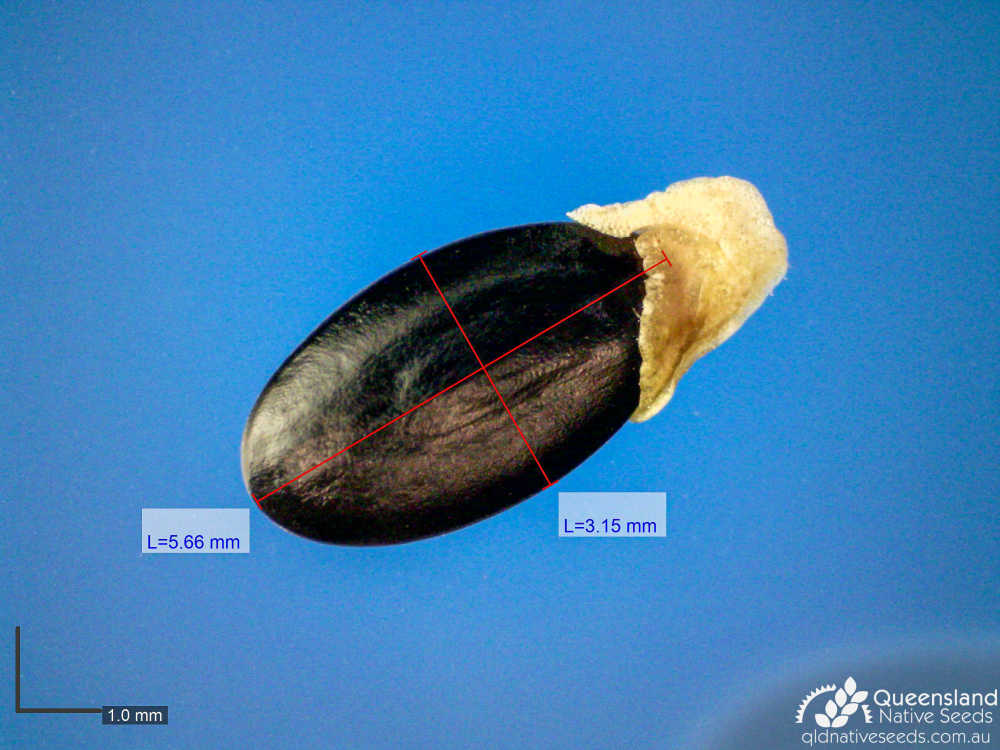 Acacia shirleyi | microscope | Queensland Native Seeds