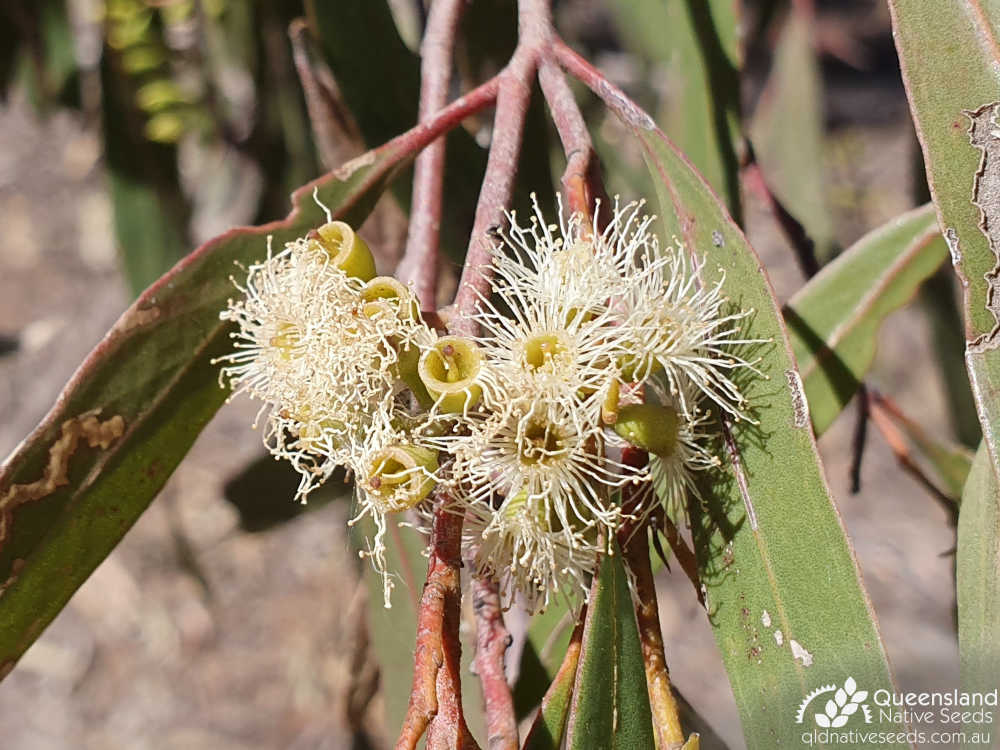 Eucalyptus thozetiana | inflorescence | Queensland Native Seeds