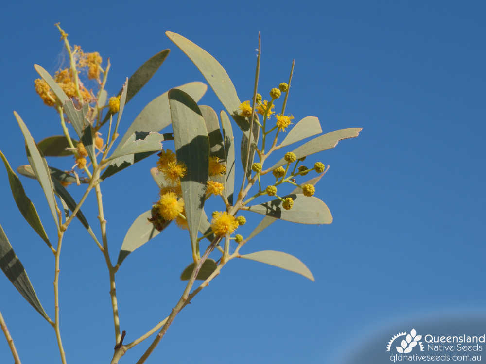 Acacia hemignosta | inflorescence | Queensland Native Seeds