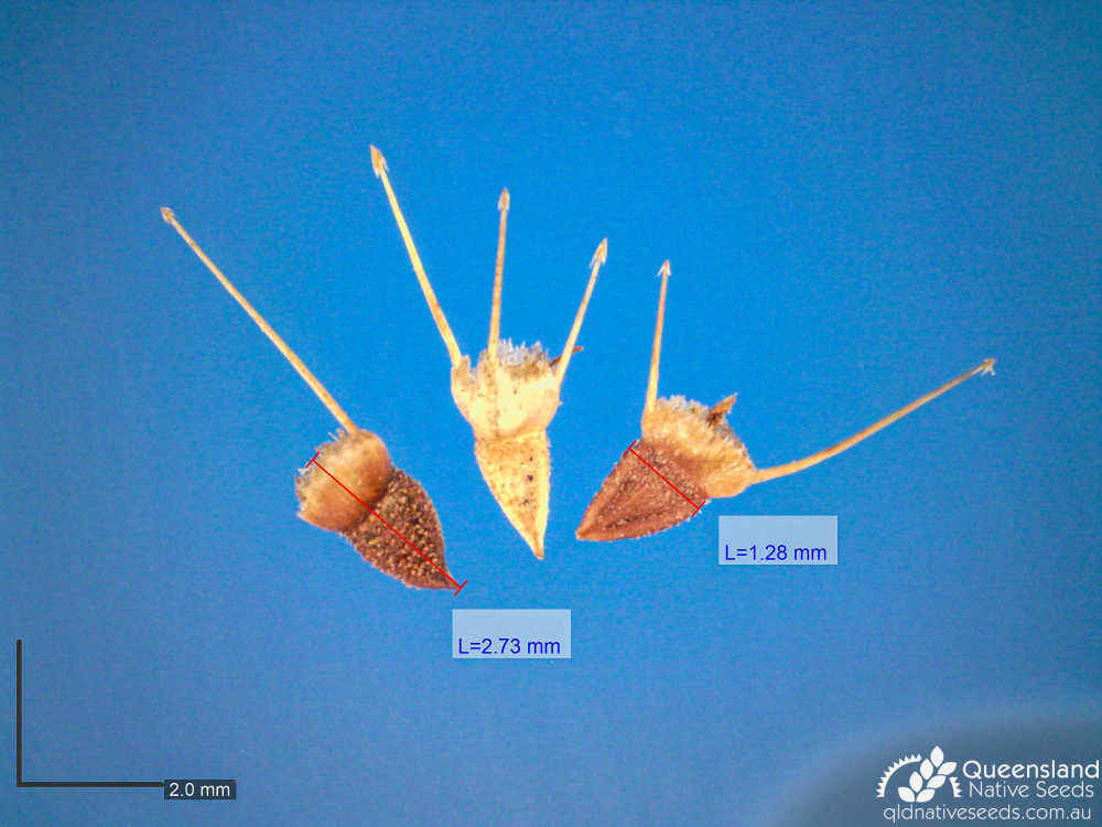 Calotis dentex | microscope | Queensland Native Seeds