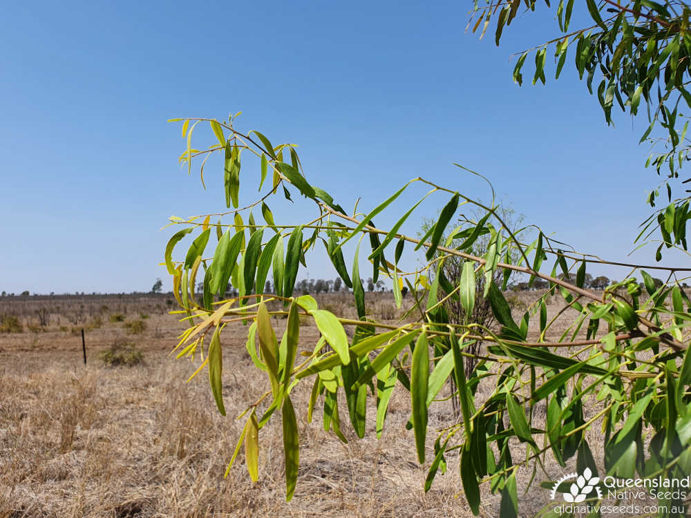 Ventilago viminalis | terminal growth | Queensland Native Seeds