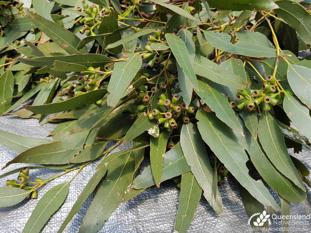 Eucalyptus melanoleuca | leaves, fruit | Queensland Native Seeds