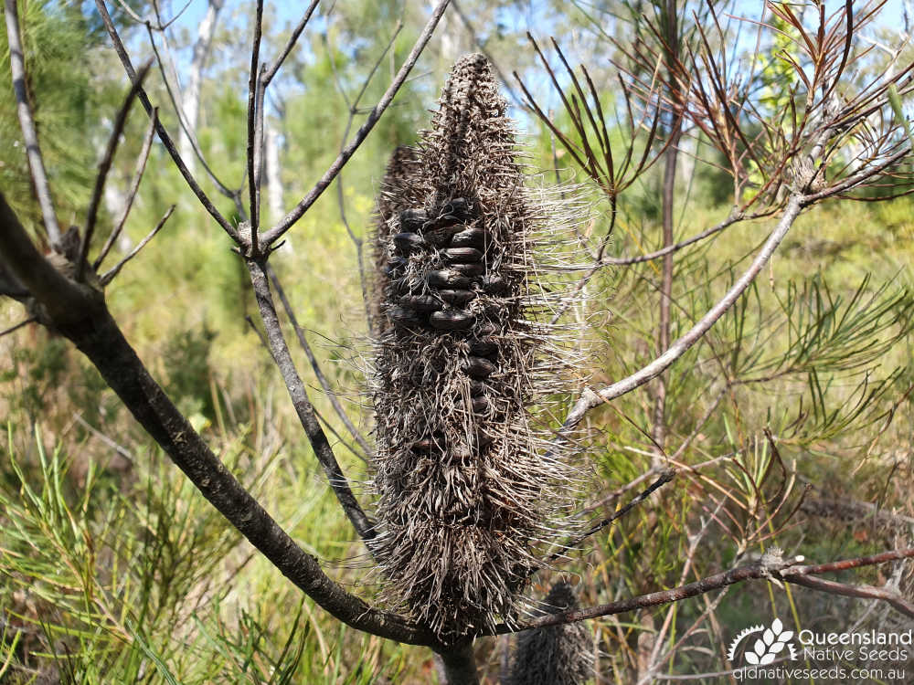 Banksia spinulosa var. spinulosa | fruit | Queensland Native Seeds