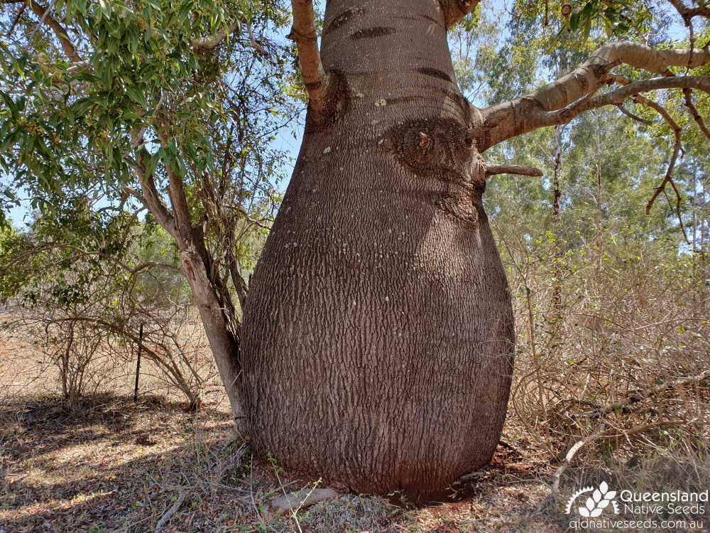 Brachychiton rupestris | trunk | Queensland Native Seeds