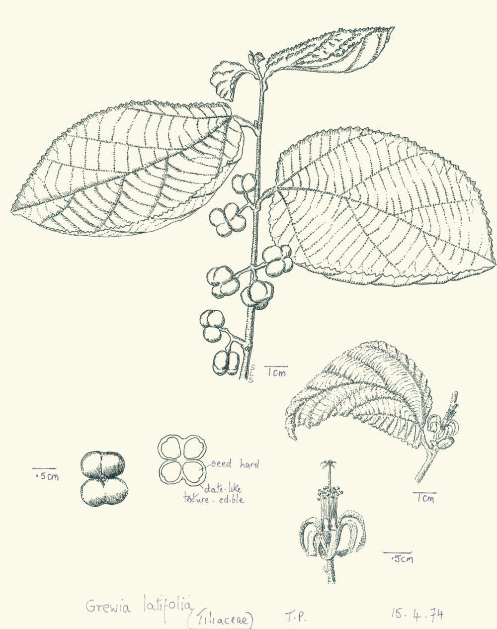 Grewia latifolia | depiction by Sylvia Seiler, Killara, West Boondooma, Qld | Queensland Native Seeds