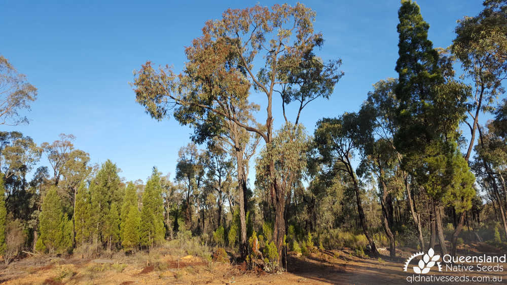 Eucalyptus fibrosa subsp. fibrosa | habit | Queensland Native Seeds