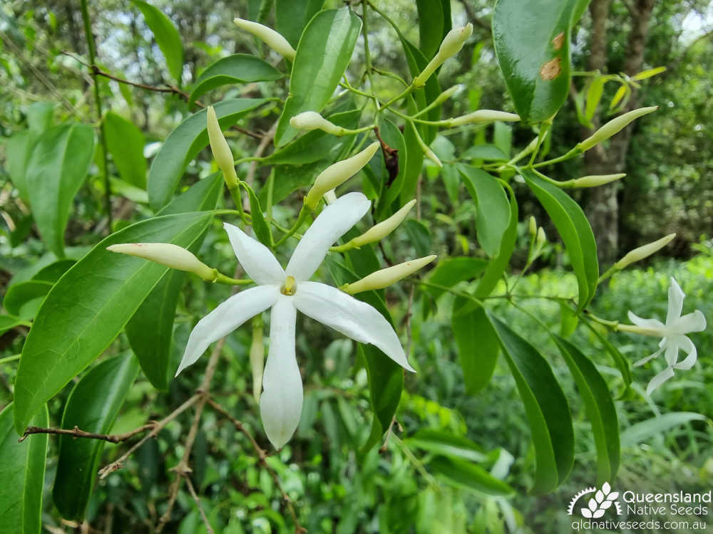 Jasminum simplicifolium subsp. australiense | inflorescence | Queensland Native Seeds