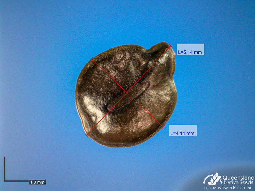 Senna artemisioides subsp. filifolia | microscope | Queensland Native Seeds