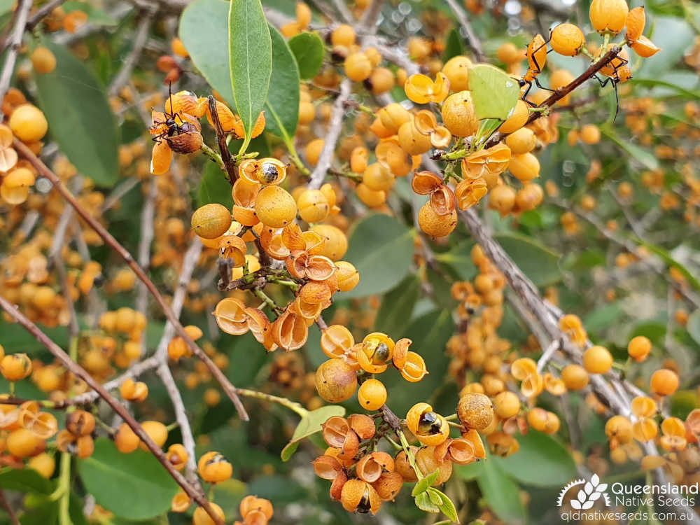 Denhamia bilocularis | fruit dehiscing | Queensland Native Seeds